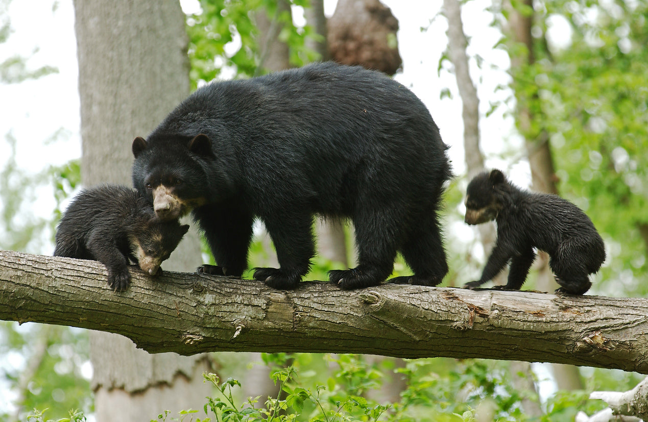 Mama bear with her cubs walking on a log