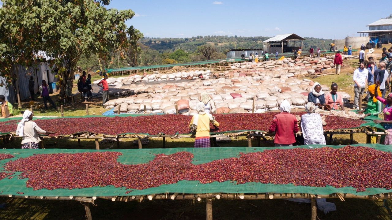 Coffee Natural Process Natural Process Coffee | Bold, Fruity Beans - Common Room Roasters