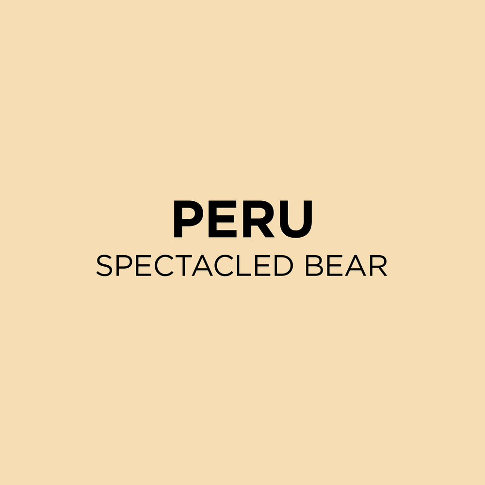 Peru Spectacled Bear