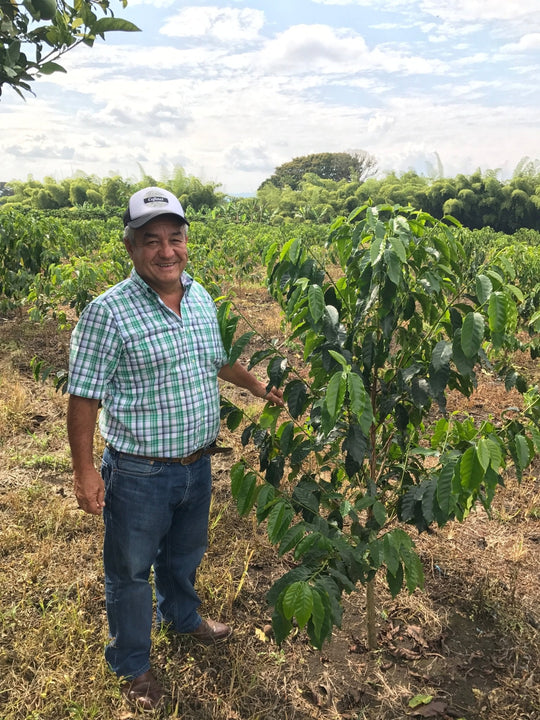 Colombia Jairo Arcila Strawberry Co - Fermentation - Common Room Roasters