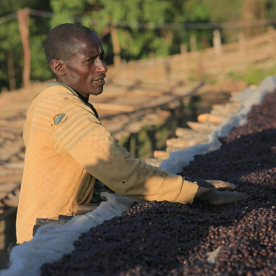 Ethiopia Yabitu Koba - Common Room Roasters