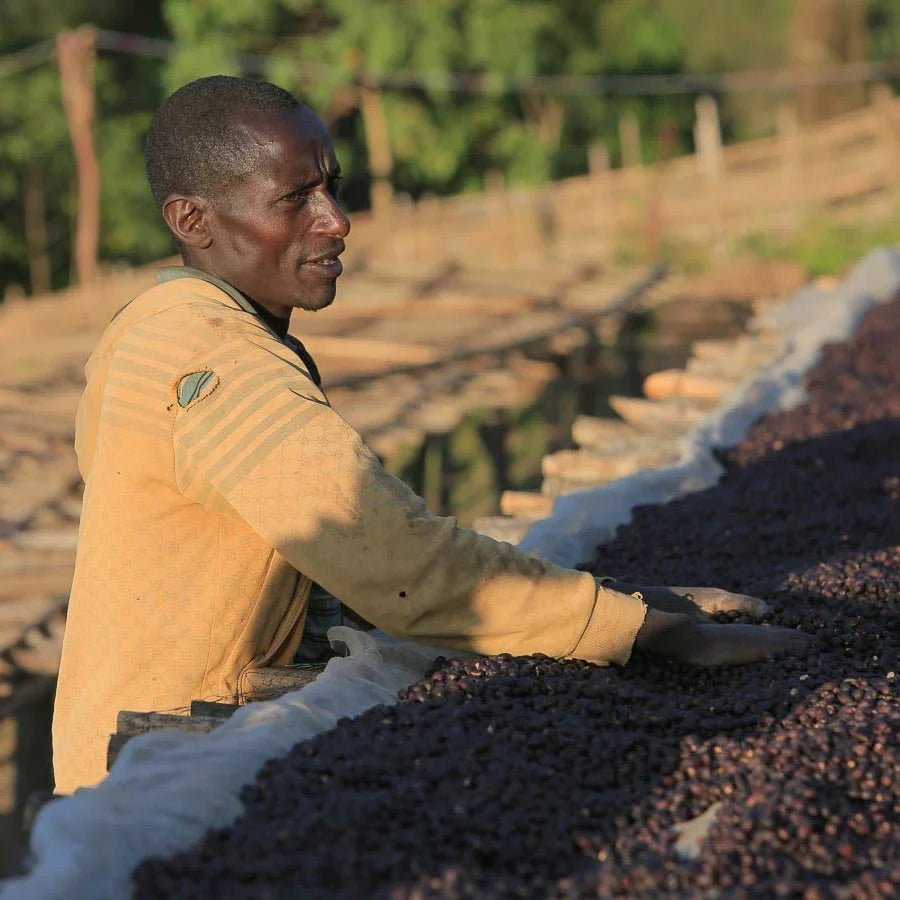 Ethiopia Yabitu Koba - Common Room Roasters