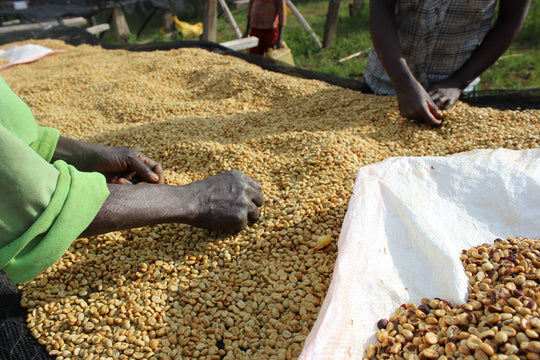 Workers sorting green coffee in Burundi
