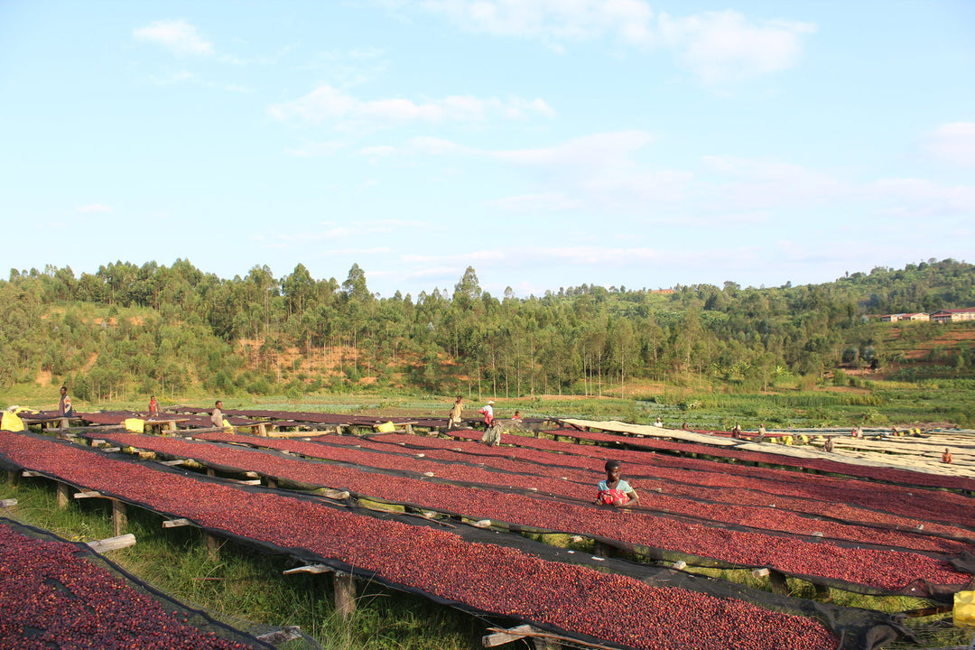 Nemba Washing Station in Burundi  from Greenco coffee