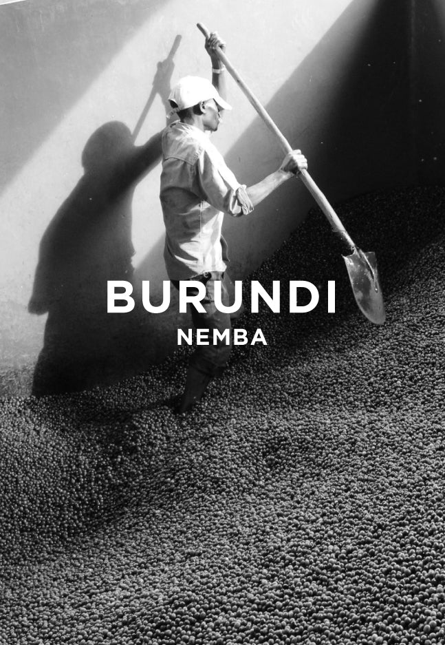 Man getting coffee cherries ready for processingin at Nemba Washing Station in Burundi